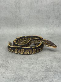 Koningspython Stranger Yellow Belly Het Clown Het Hypo, foto 4