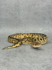 Koningspython Yellow Belly Clown Het Hypo, foto 1