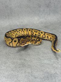 Koningspython Redstripe Yellow Belly / Gravel Clown, foto 3