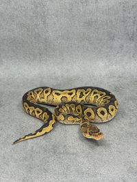 Koningspython Yellow Belly Clown Het Hypo, foto 2