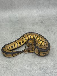 Koningspython Redstripe Yellow Belly / Gravel Clown, foto 1