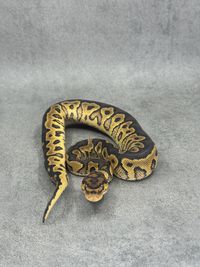 Koningspython Yellow Belly Clown Het Hypo, foto 3