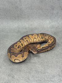 Koningspython Black Pastel Redstripe Clown, foto 1