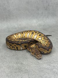 Koningspython Black Pastel Yellow Belly / Gravel Clown, foto 2