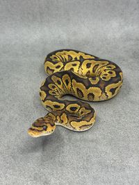 Koningspython Yellow Belly Clown Het Hypo, foto 3