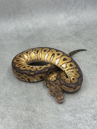 Koningspython Black Pastel Yellow Belly / Gravel Clown, foto 3