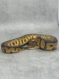 Koningspython Redstripe Yellow Belly / Gravel Clown, foto 3