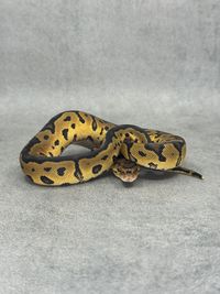 Koningspython Yellow Belly / Gravel Clown, foto 1
