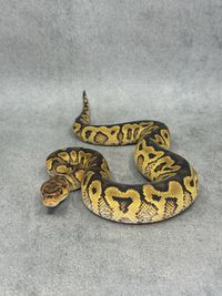 Koningspython Yellow Belly Clown Het Hypo, foto 4