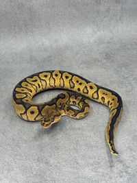 Koningspython Redstripe Yellow Belly / Gravel Clown, foto 4