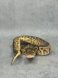 Koningspython Yellow Belly Clown Het Hypo, foto 2