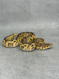 Koningspython Yellow Belly Clown Het Hypo, foto 4