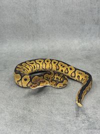 Koningspython Redstripe Yellow Belly / Gravel Clown, foto 1