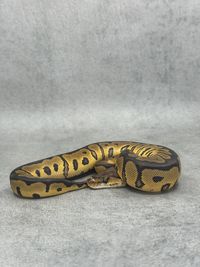 Koningspython Redstripe Yellow Belly / Gravel Clown, foto 2