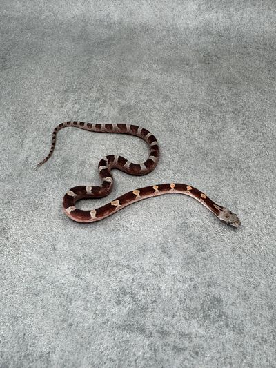 Korenslang Bloodred Het Anery Hypo