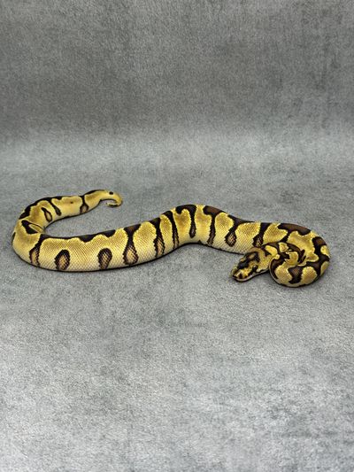 Koningspython Spotnose Enchi Clown