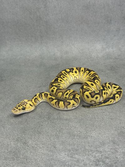 Koningspython Bongo Pastel Spotnose Clown Poss Enchi Poss Fire