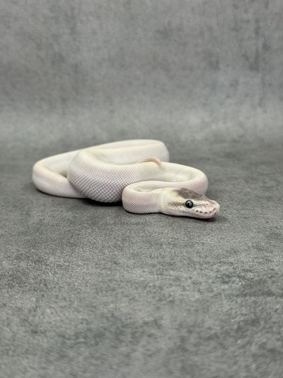 Koningspython Special Mojave Ghi Het Desert Ghost