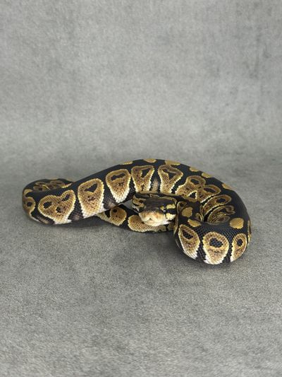 Koningspython Black Pastel Het Desert Ghost