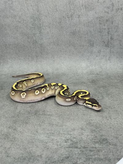 Koningspython Mojave Het Desert Ghost