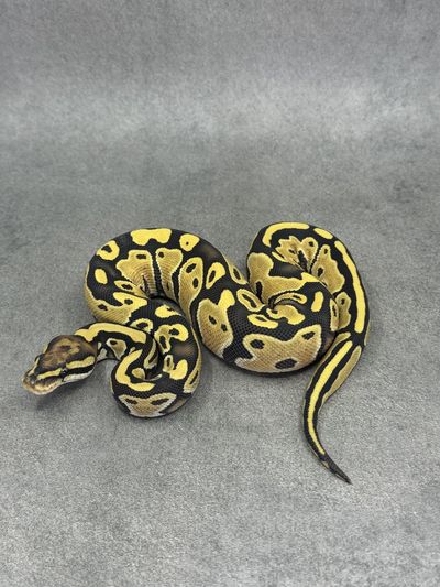 Koningspython Special Desert Ghost 50% Het Piebald