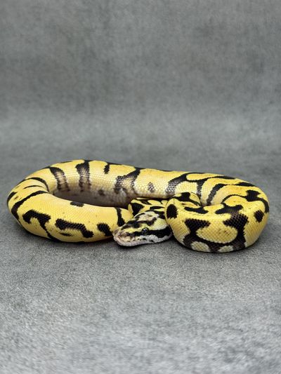 Koningspython Pastel Enchi Spotnose Fire Het Clown