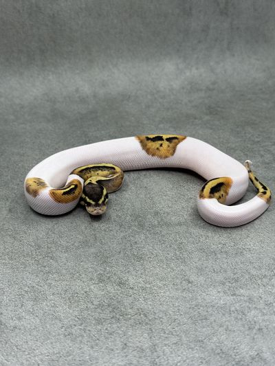 Koningspython Pastel Leopard Piebald