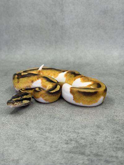 Koningspython Ghi Enchi Piebald Het Hypo
