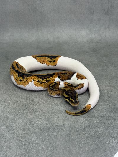 Koningspython Yellow Belly Piebald Het Desert Ghost