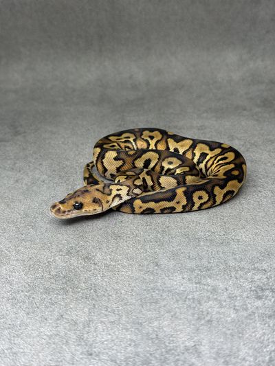 Koningspython Black Pastel Yellow Belly Clown