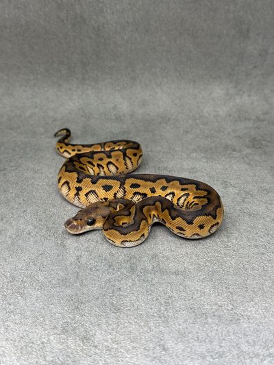 Koningspython Black Pastel Redstripe Clown