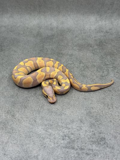Koningspython Chocolate Banana Het Clown