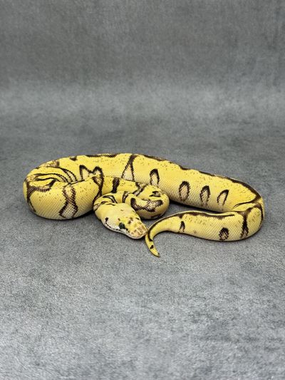 Koningspython Cypress Pastel Fire Enchi Clown