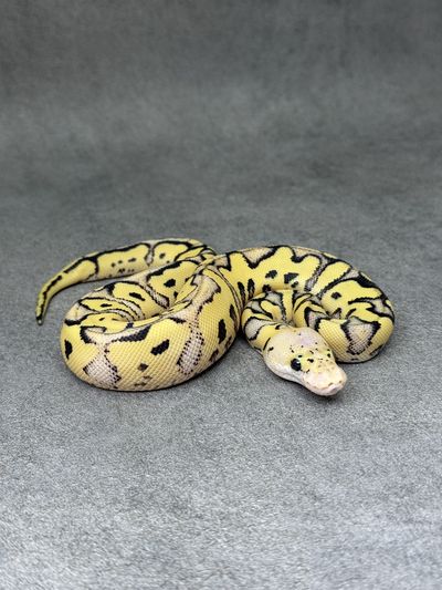 Koningspython Pastel Desert Ghost Clown