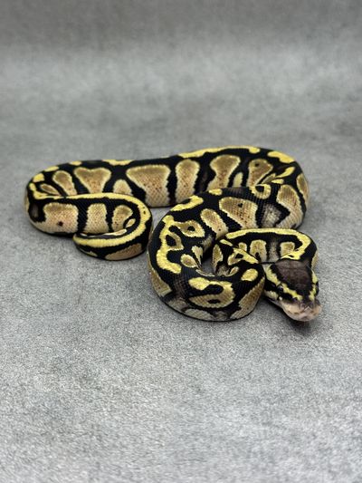 Koningspython Pastel Panther Het Piebald