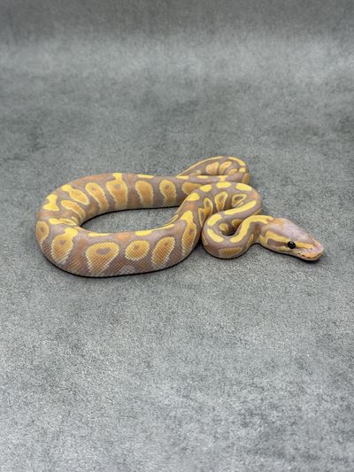 Koningspython Chocolate Banana Het Clown