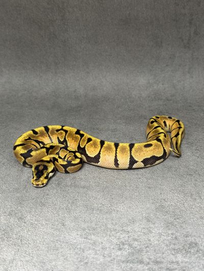 Koningspython Fire Enchi Spotnose Het Clown