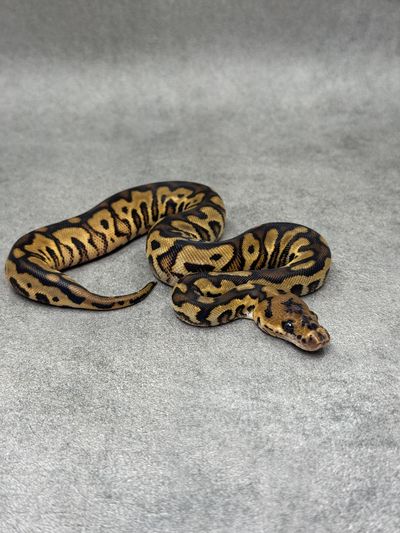Koningspython Red Stripe Yellow Belly Clown
