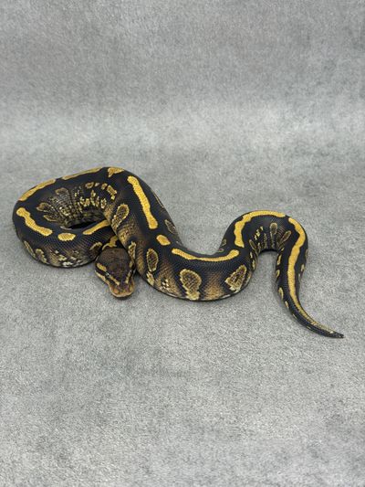 Koningspython Stranger Yellow Belly Het Clown Het Hypo