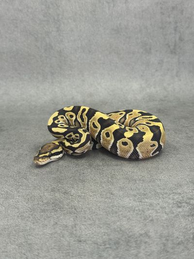 Koningspython Special Desert Ghost 50% Het Piebald