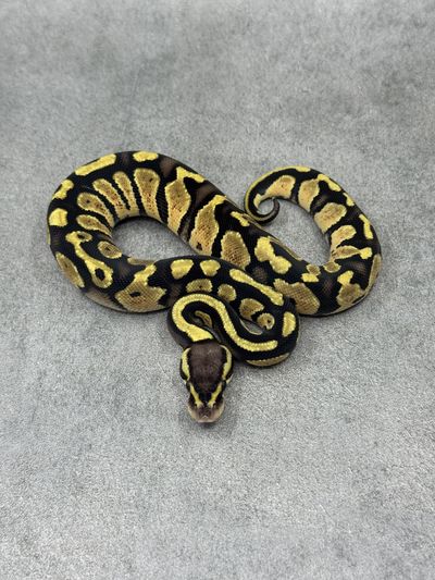 Koningspython Pastel Panther Het Piebald