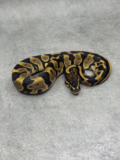 Koningspython Panther Leopard Het Piebald
