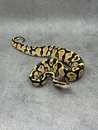 Koningspython Pastel Het Piebald