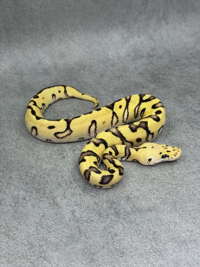 Koningspython Cypress Enchi Pastel Fire Clown