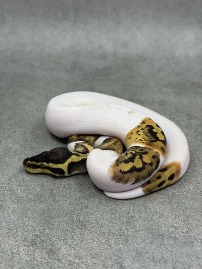 Koningspython Pastel Panther Piebald