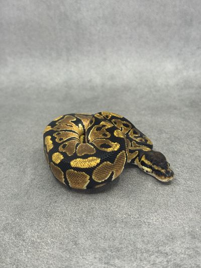 Koningspython Orange Dream Het Clown Het Desert Ghost