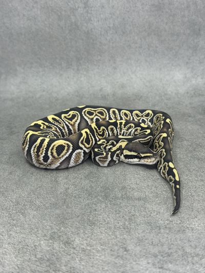 Koningspython Ghi Special Desert Ghost 50% Het Piebald