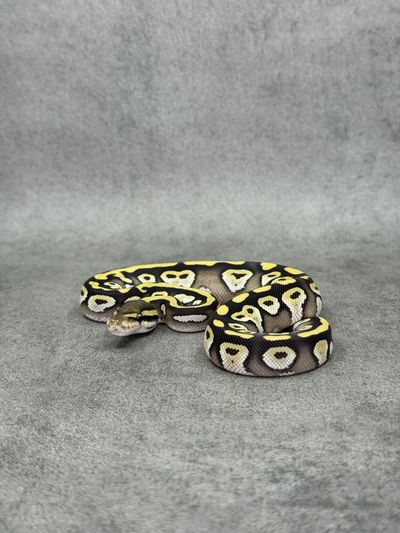 Koningspython Mojave Desert Ghost