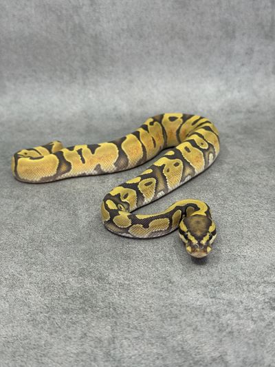 Koningspython Enchi Hypo Het Piebald