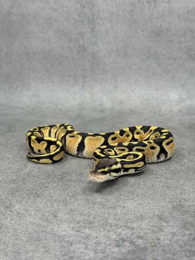 Koningspython Pastel Het Hypo Het Desert Ghost Het Clown